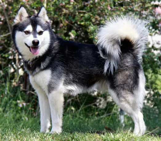Klee Kai