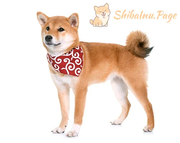 Cola Makio del Shiba Inu: enrollada sobre el lomo formando uno o dos espirales