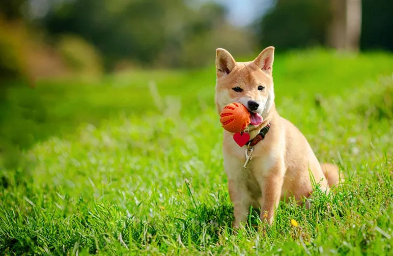 Shiba Inu jugando con juguete interactivo