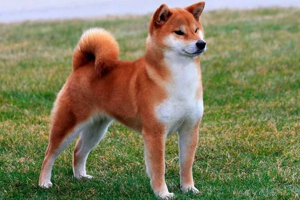 Shiba Inu rojo con pelaje brillante y sano