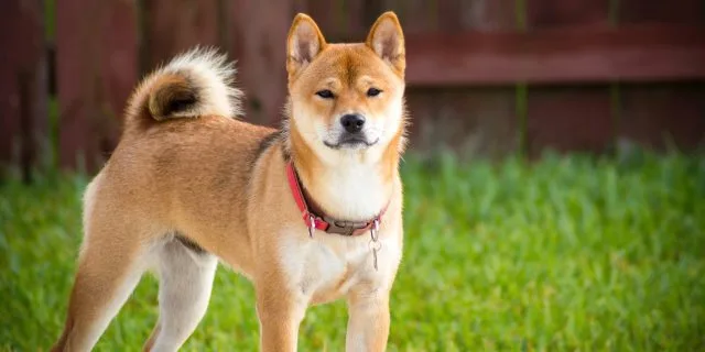 El Shiba Inu y su ancestralidad y herencia genética
