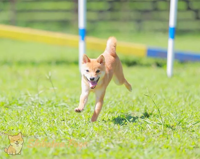 Cachorro de Shiba Inu socializándose con el entorno exterior