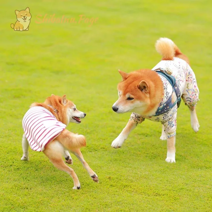 Shiba Inu cachorro socializando con otros perros