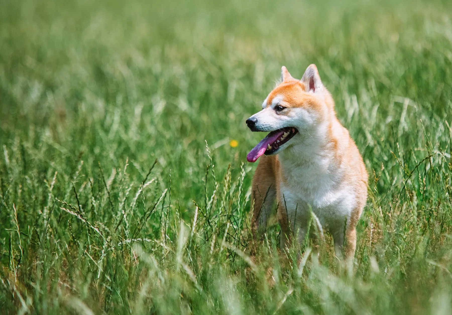 Adoptar un Shiba Inu