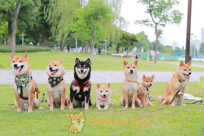 Cachorro Shiba Inu en su primer paseo socializándose