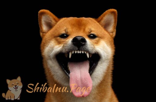 dientes del shiba inu